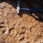 Dettaglio impronta Isochirotherium gardettensis - Foto F.M.Petti